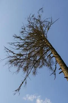 Old dry dead pine bent over blue sky background 스톡 사진