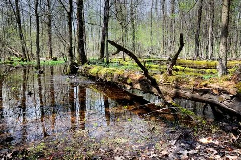 Old dry fallen tree in the forest marshland Stock Photos