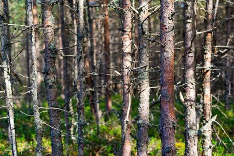 Old dry forest Stock Photos