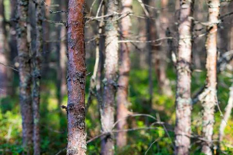 Old dry forest Stock Photos