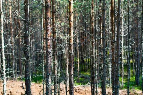 Old dry forest Stock Photos