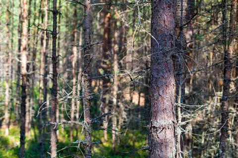 Old dry forest Foto stock