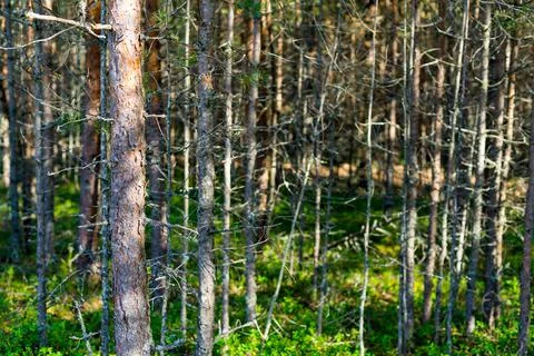 Old dry forest Stock Photos