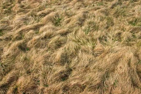 Old dry grass, abstract background for design. Foto stock