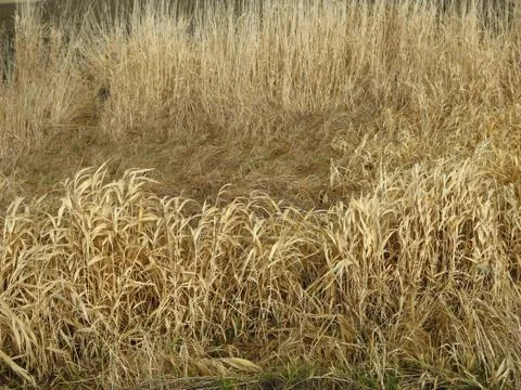 Old dry grass background Stock Photos