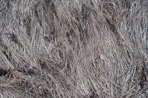 Old dry grass background Stock Photos