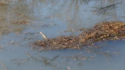 Old dry grass floating on a polluted water Vídeo Stock 119872202