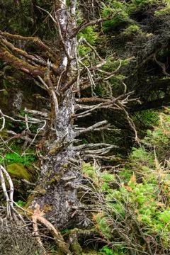 Old dry knotty tree in the forest on the ocean coast, Olympic National Park.. Stock-Fotos