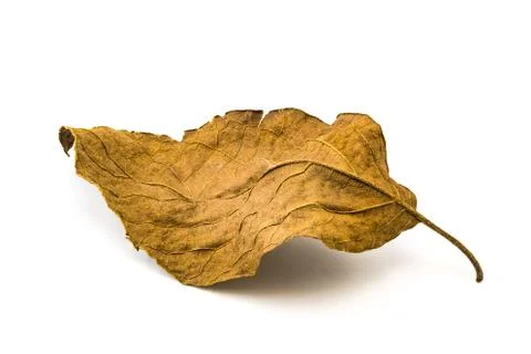 Old dry leaf Foto stock