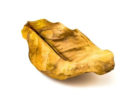 Old dry leaf texture of Rose Apple Stock Photos