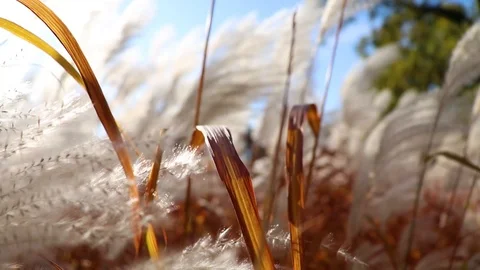 Old dry leaves shaking from windy autumn weather Stock Footage 99685503