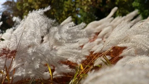 Old dry leaves shaking from windy autumn weather Stock Footage 99685531