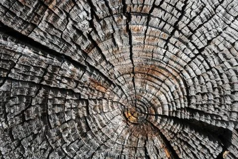 Old dry log profile Stock Photos