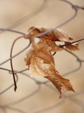 Old dry maple leaf in mesh fence, selective focus Foto stock