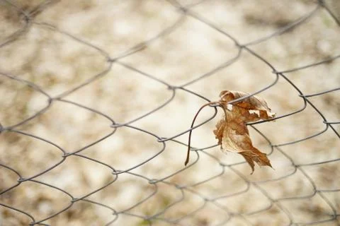 Old dry maple leaf in mesh fence. Selective focus. Autumn mood. Stock Photos