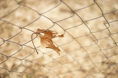 Old dry maple leaf in mesh fence in autumn garden. Copy space. Stock Photos