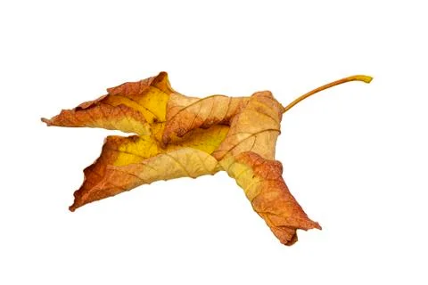 An old dry maple leaf on a white background Stock Photos