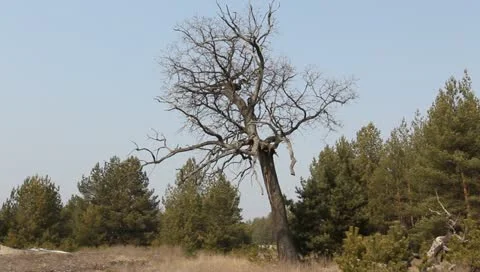 Old dry oak in a forest Stock-Footage 10868080