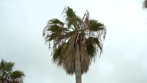 An old dry palm tree sways from a strong wind. Overcast. View from below. Video stock 120031807