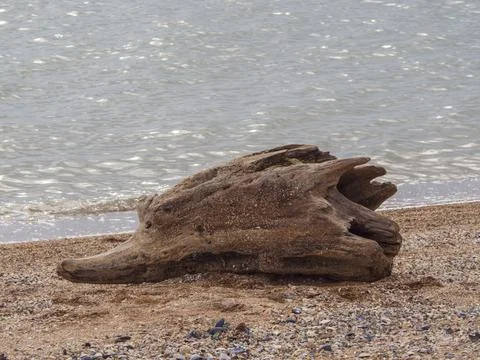 An old dry rotten log whose outlines resemble a fish's head on a sandy sea be Foto stock
