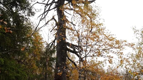 An old dry solitary tree Stock Footage 80938662