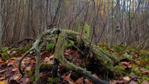 Old dry stump in the forest. Old forest. Stock Footage 117994570