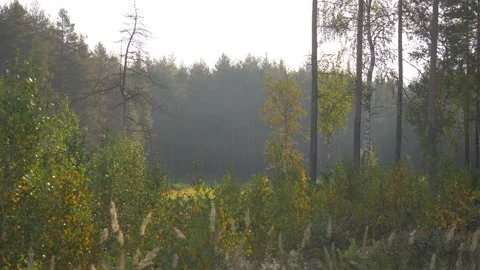 Old dry tree and the young trees in taiga forest Stock Footage 302211481