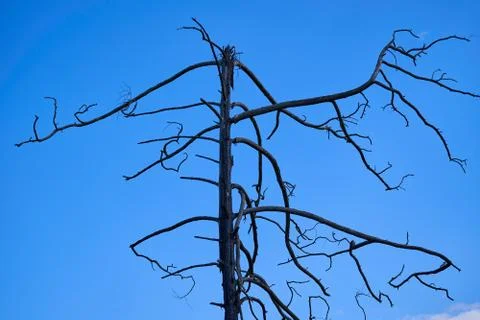 Old dry tree on the background of cloudless blue sky Stock Photos