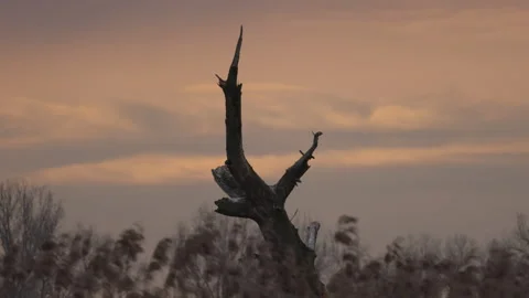 An old, dry tree on a backwater, 4K slomo Stock Footage 237508226