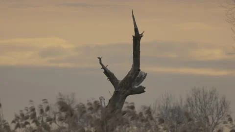 An old, dry tree on a backwater, 4K slomo Stock Footage 237509777