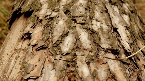 Old dry tree with bark lies in the middle of the forest Stockbeeldmateriaal 128911277