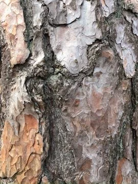Old dry tree bark. Perfect background with a natural motif. Dry wrinkled Stock Photos