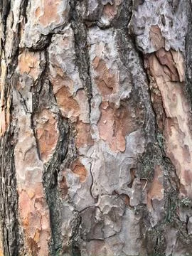Old dry tree bark. Perfect background with a natural motif. Dry wrinkled Stock Photos