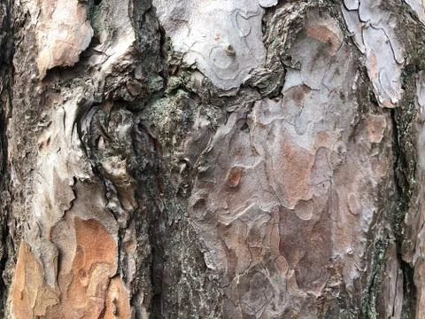 Old dry tree bark. Perfect background with a natural motif. Dry wrinkled Stock Photos