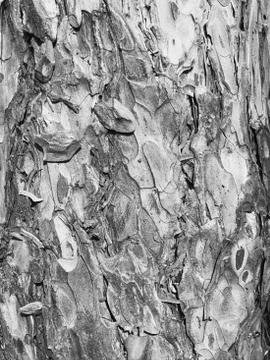 Old dry tree bark. Perfect background with a natural motif. Dry wrinkled Stock Photos