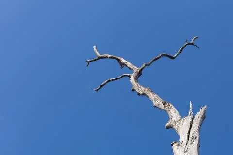 Old dry tree on the blue sky background Stock Photos
