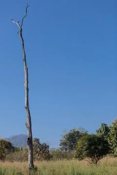 Old dry tree on the blue sky background Stock Photos