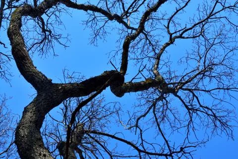 Old dry tree on blue sky background. Natural background Stock Photos