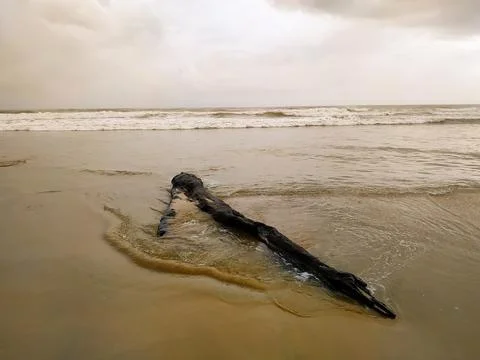 An old dry tree branch on a sandy beach 库存照片