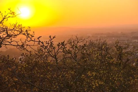 Old dry tree branches and tree tops in golden sun light, Killiney Hill, Dublin Stock Photos