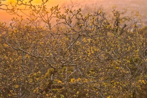 Old dry tree branches and tree tops in golden sun light, Killiney Hill, Dublin Stock Photos