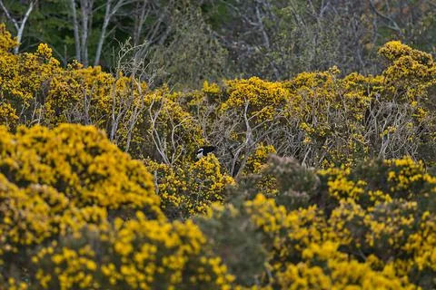 Old dry tree branches and Eurasian magpie sitting on wild yellow gorse flowers Stock Photos