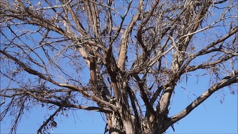 Old dry tree with branches 库存影片 72729704