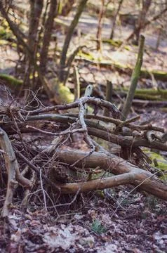 Old dry tree branches lying on ground in forest, close-up photography on blur Stock Photos