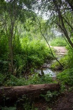An old dry tree in a damp green forest in summer Stock Photos