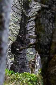 An old, dry tree with dry branches sticking out in Olympic National Park Foto stock