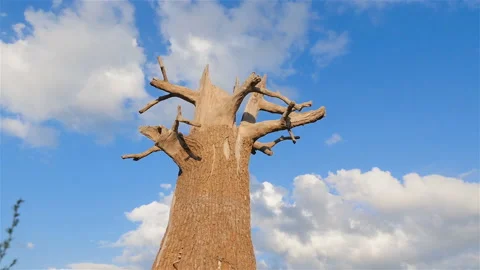 Old dry tree in the field. Blue sky with clouds. Camera in motion Stock Footage 119106273
