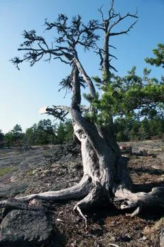 Old dry tree on Geta mountain on Aland islands Stock-Fotos