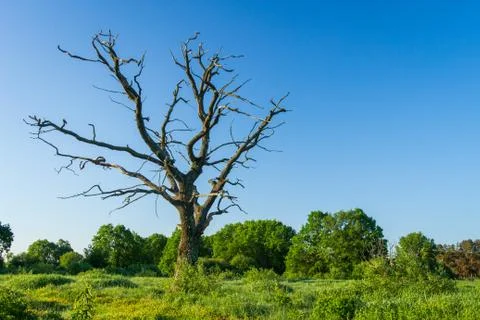 Old dry tree on green spring meadow in clear morning Stock Photos
