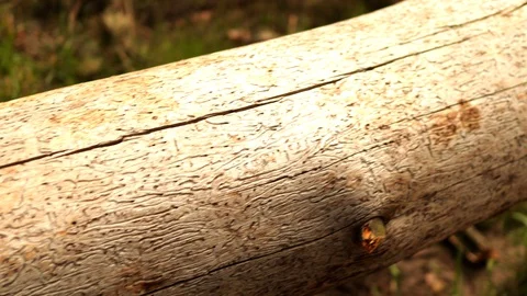 Old dry tree lies in the forest Stock Footage 128911330